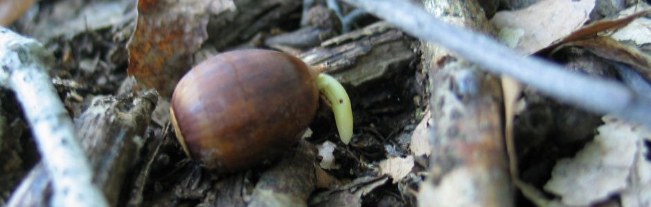 picture of an Oak acorn germinating in the woods