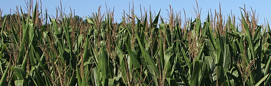 photo of a field of corn