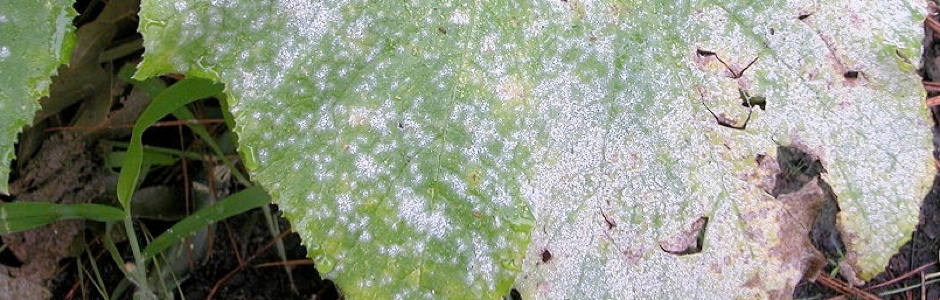 leaf with mildew infection
